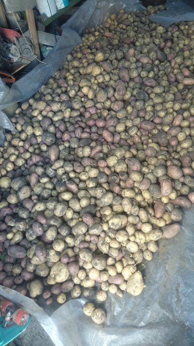 Продам свежий картофель