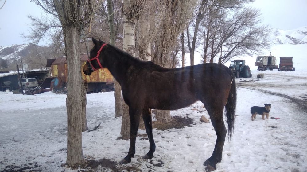 таза канды байгмге шабатын ат сатылады