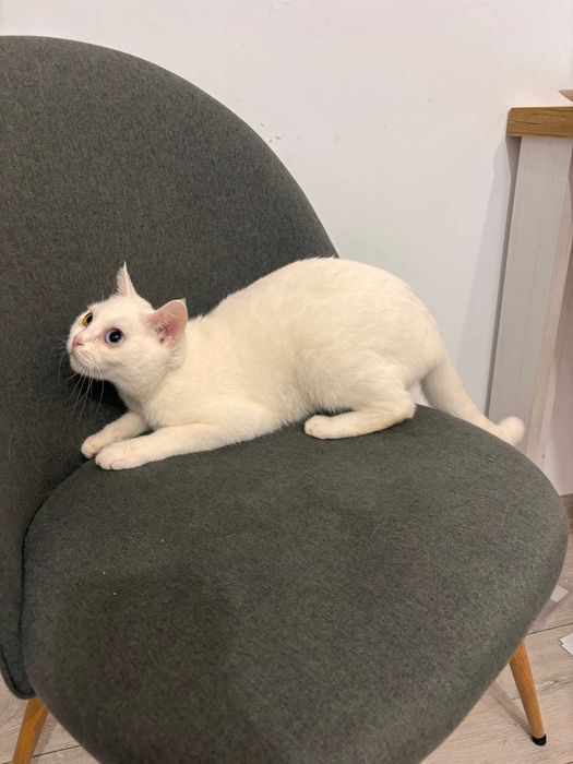 Ofer pisica alba spre adoptie!