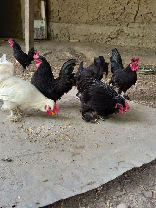 Тоза Япон Хорозлар СОТИЛАДИ !