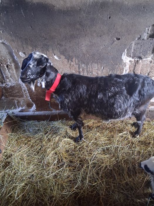 Vând capra bună de lapte cu ed după ia