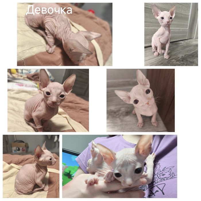 Донские малыши ищут дом