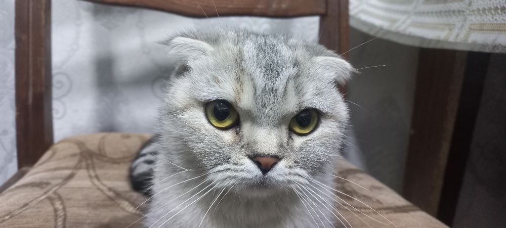 Toza Zotor Mushuk nomi Scottish fold