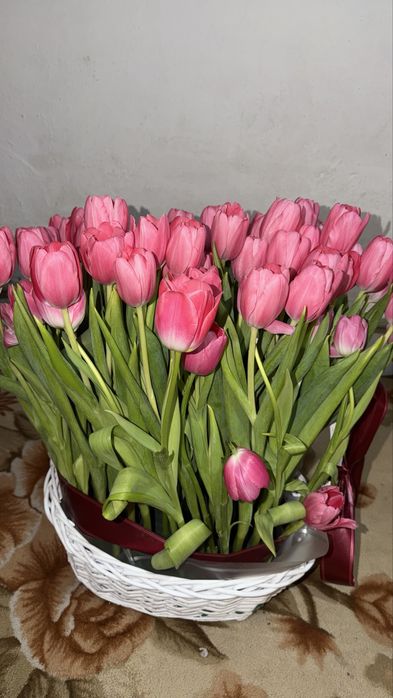 Продам Тюльпаны 51