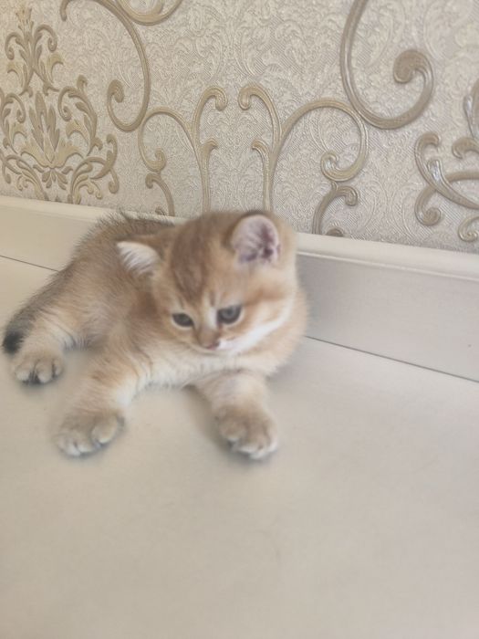 Кошки золотая шиншила