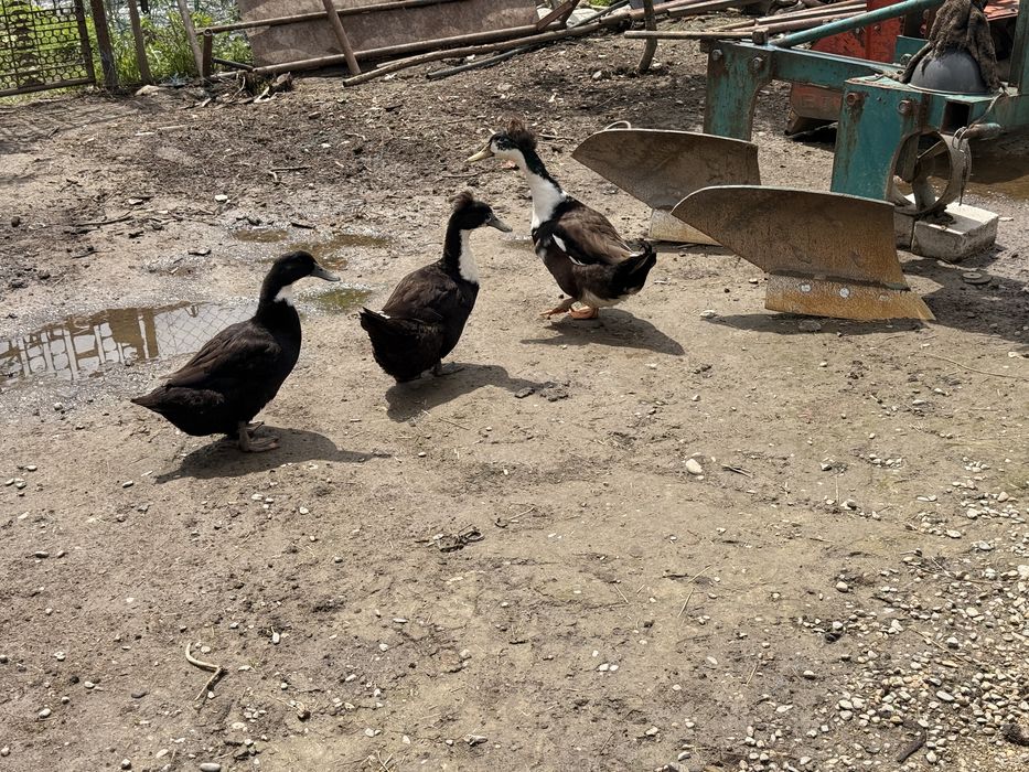 Vând familie de rațe