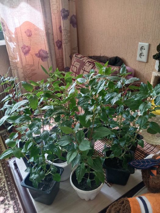 Цветы комнатные продажа