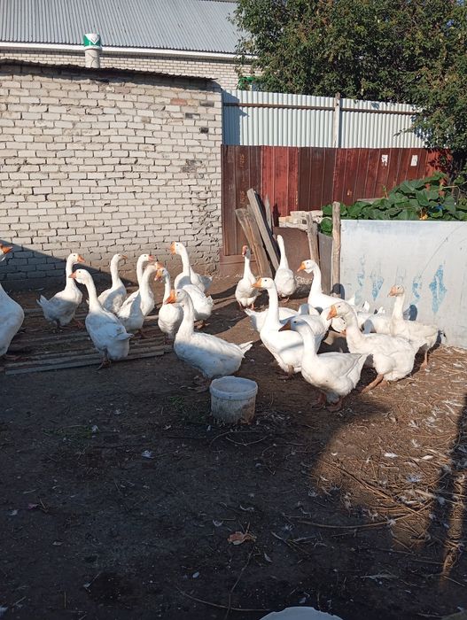 Продается гуси породы линда