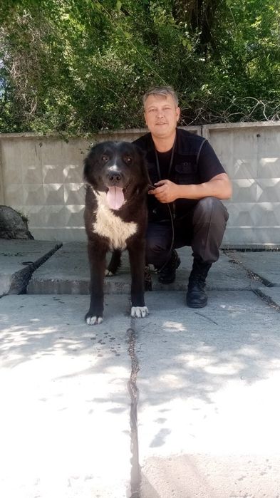 Дрессировка собак