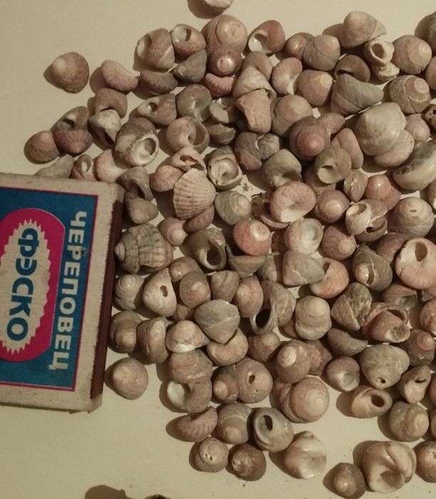 Продаю морские ракушки