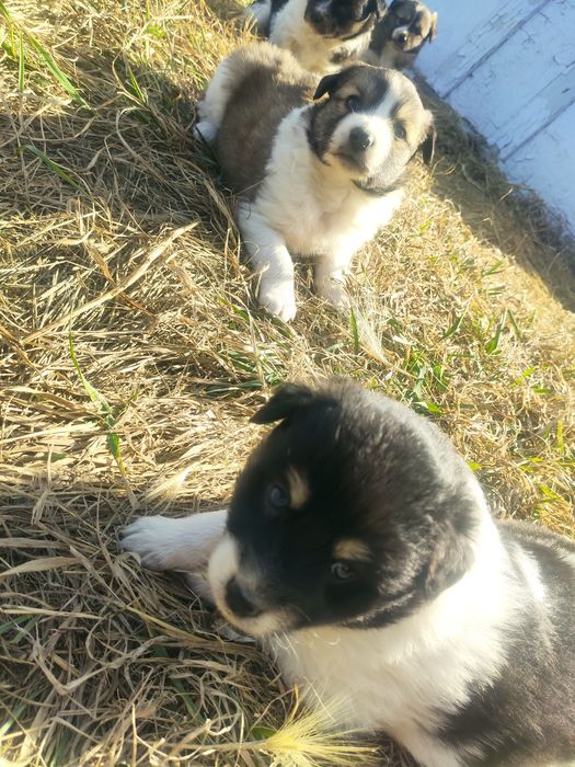 Отдам щенят в добрые руки