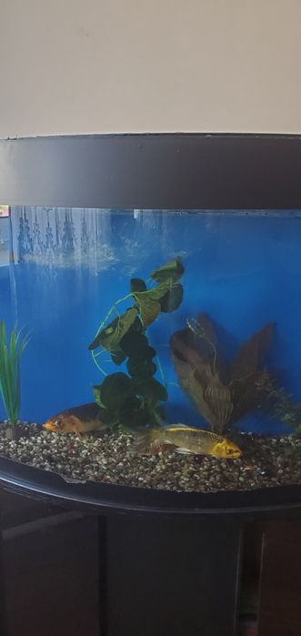 Akvarium 2 ta baliq bilan birga