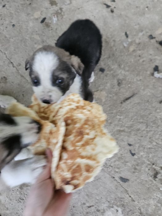 Щенки в добрые руки бесплатно