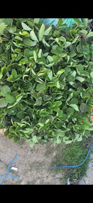 Предлагам качествен Расад Ягоди и Малини  едри слатки ароматни