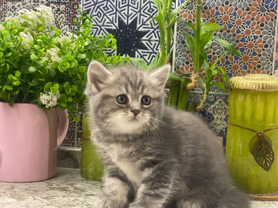 Котята скотиш фолд