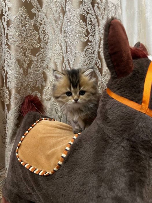Продаются котята  британцы