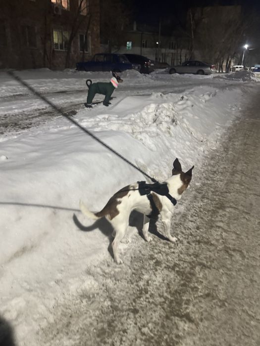 Ищем прежних хозяев!