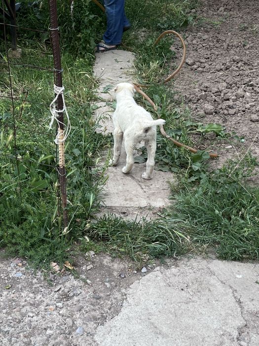 Продам щенка