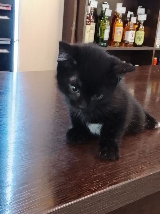 Отдам котенка в хорошие руки