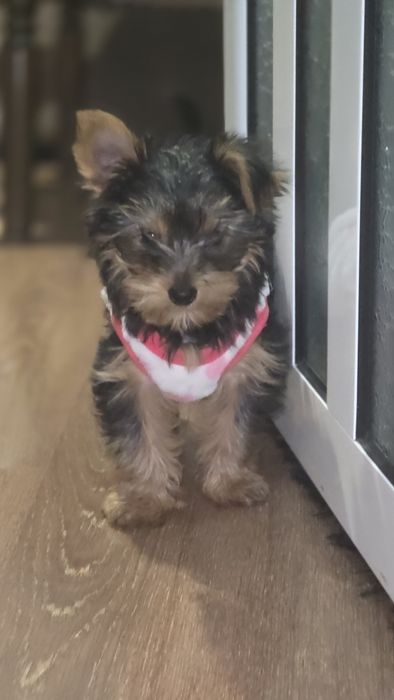 Женско Мини Йорки на 2 месеца – с две ваксини