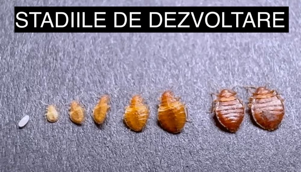 Dezinsectie și Deratizarea  Plosnite, Gandaci ,Pureci