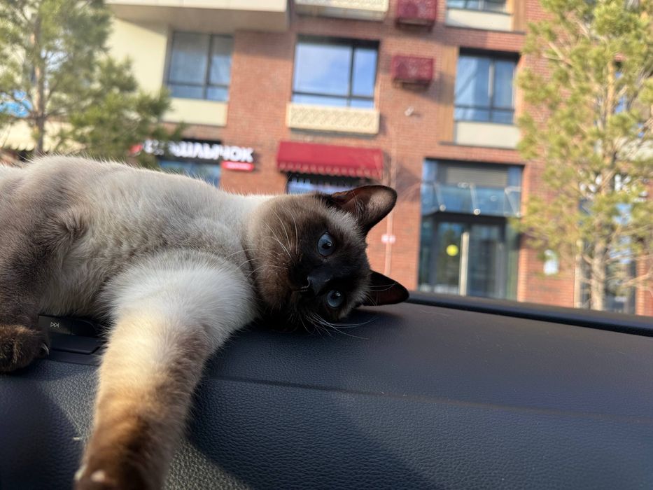 Сиамский котик ищет дом