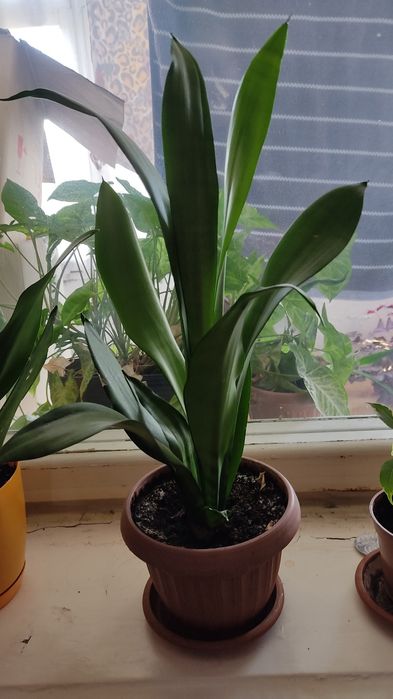 Комнатные цветы по супер ценам