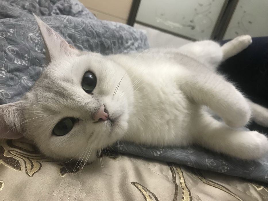 Продам Британскую шиншиллу