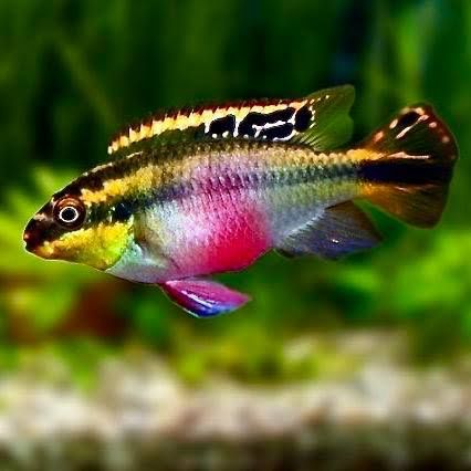 Pulher Baliq sotiladi