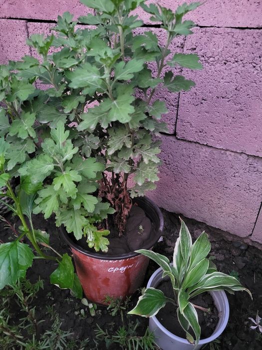 Продам хризантему и хосту. Самовывоз.