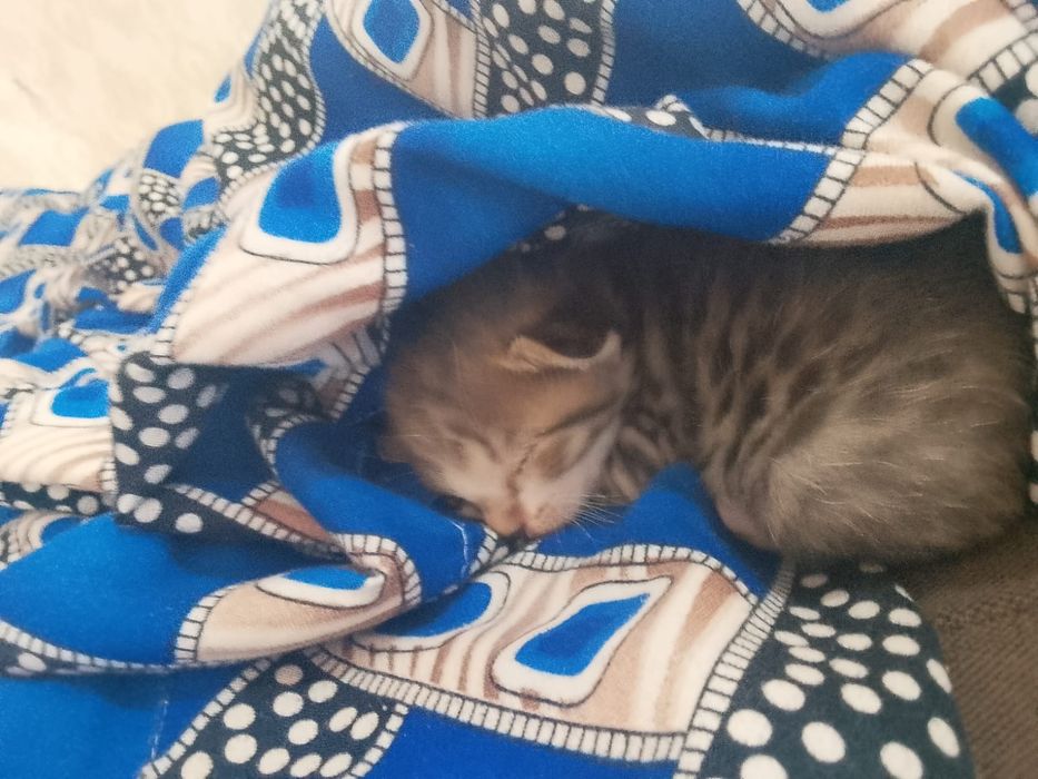 Котенок ищет дом