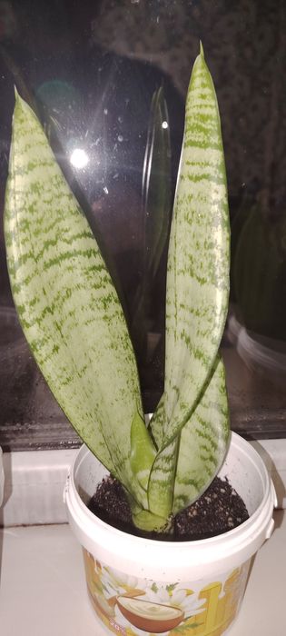 Гүл бар сатылады