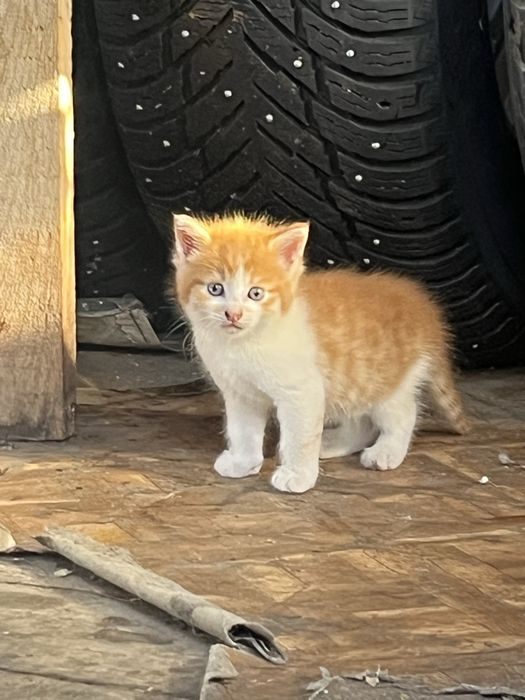 Котята в добрые руки