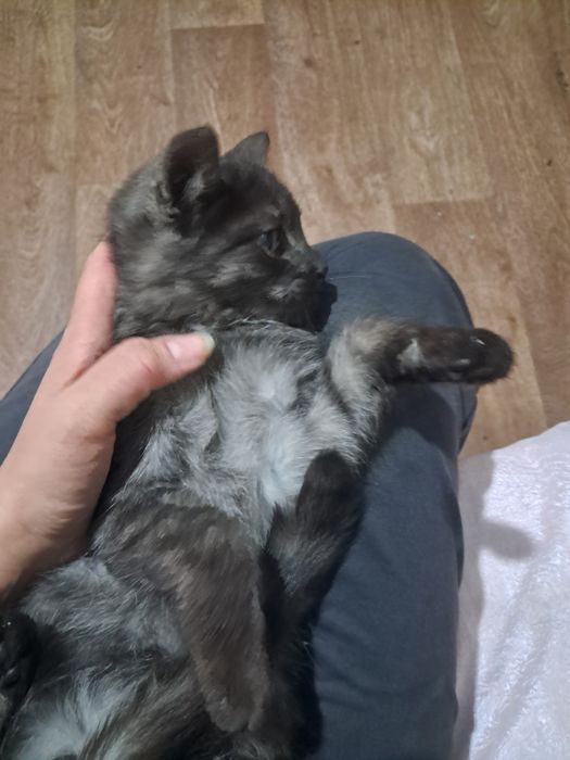Котята, мальчики, все кушают