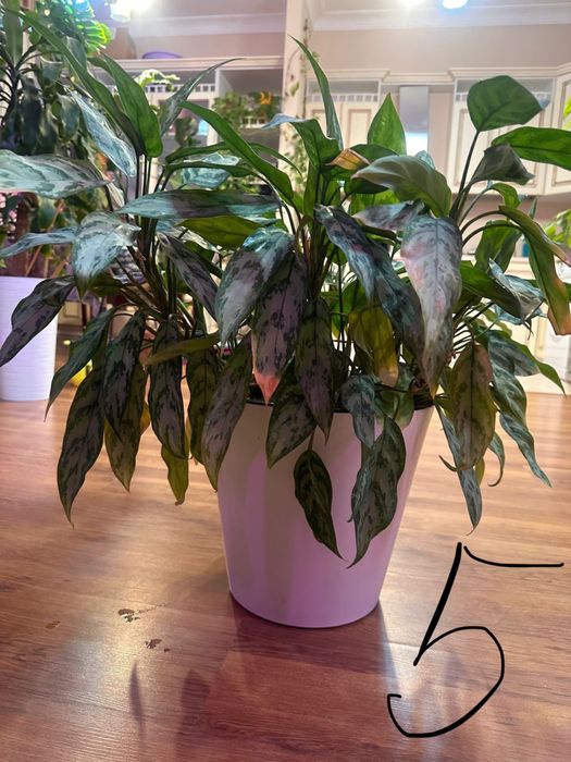 Растения деревья живые