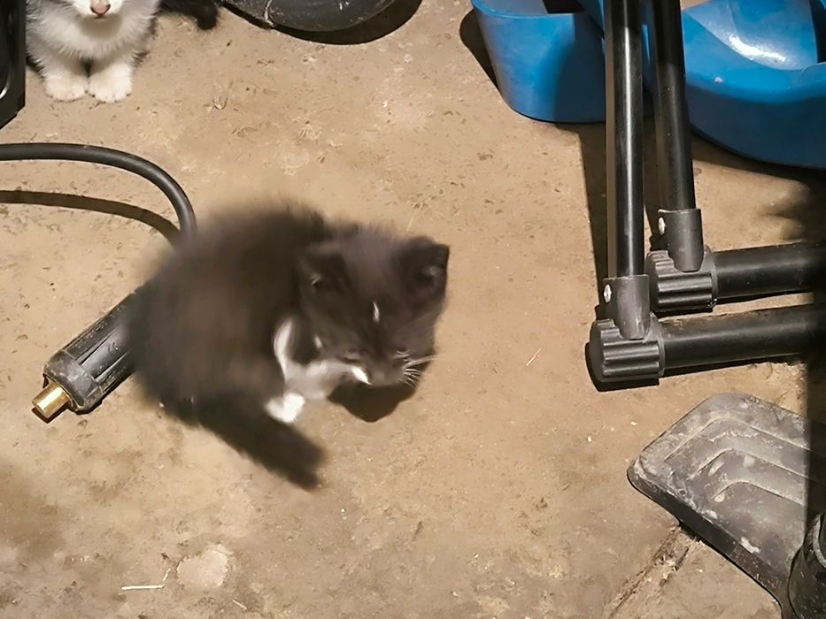 Котенок бесплатно с доставкой