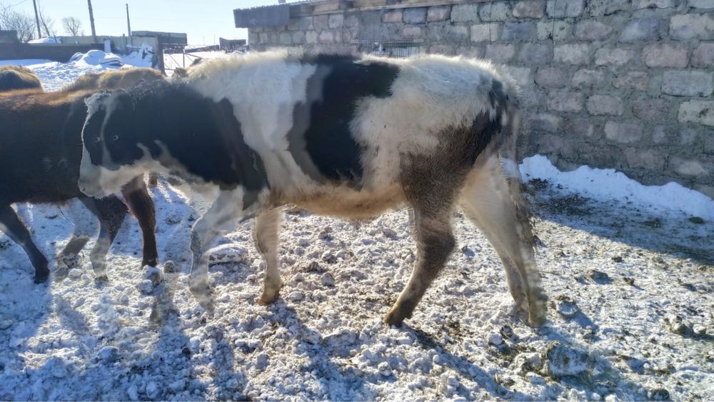 Продам бычка на племя