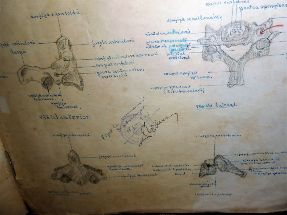 caiet de schite desenate-anatomia oaselor