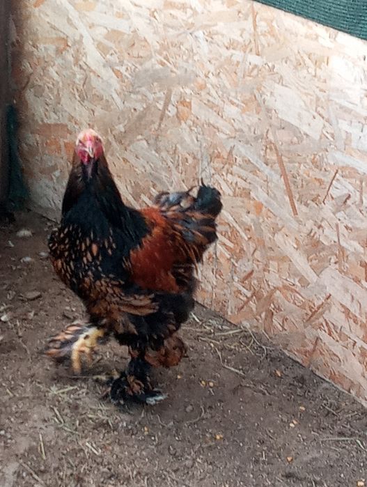 Vând cocoș și găini brahma