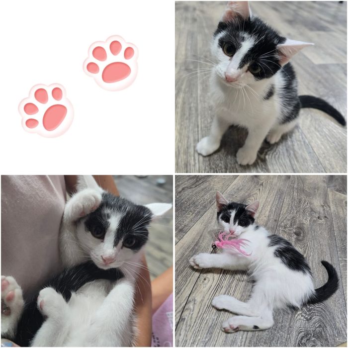 Ищем для котят любящую семью!