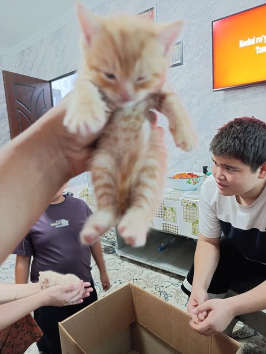 Мушуклар сотилади