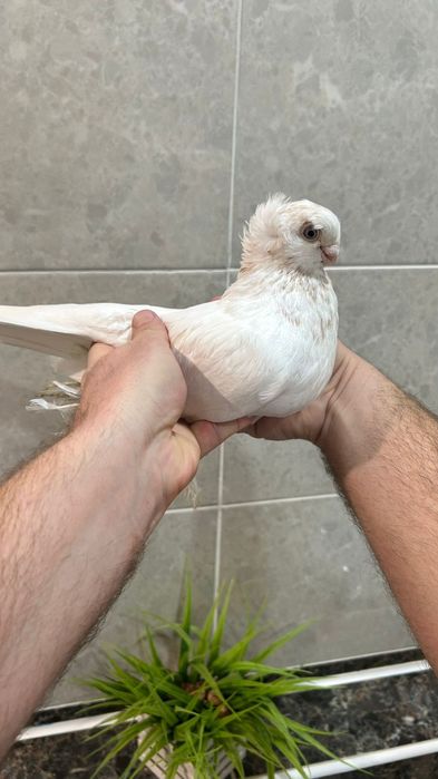 Продам самца гульбадама