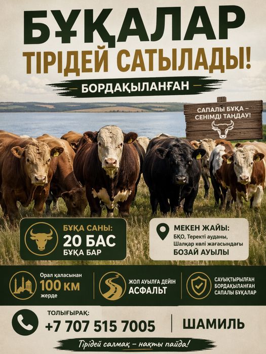 Бордақы бұқалар сатылады