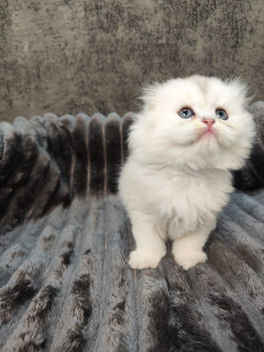 Puiuț Scottish Fold alb superb