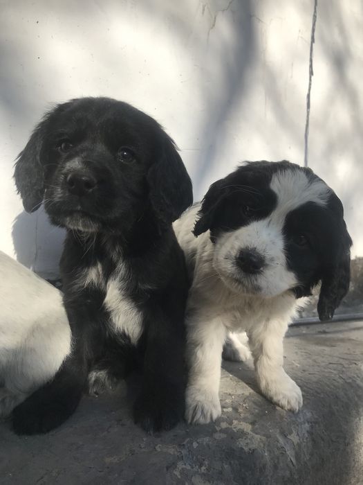 Продам щенки руски спаниель