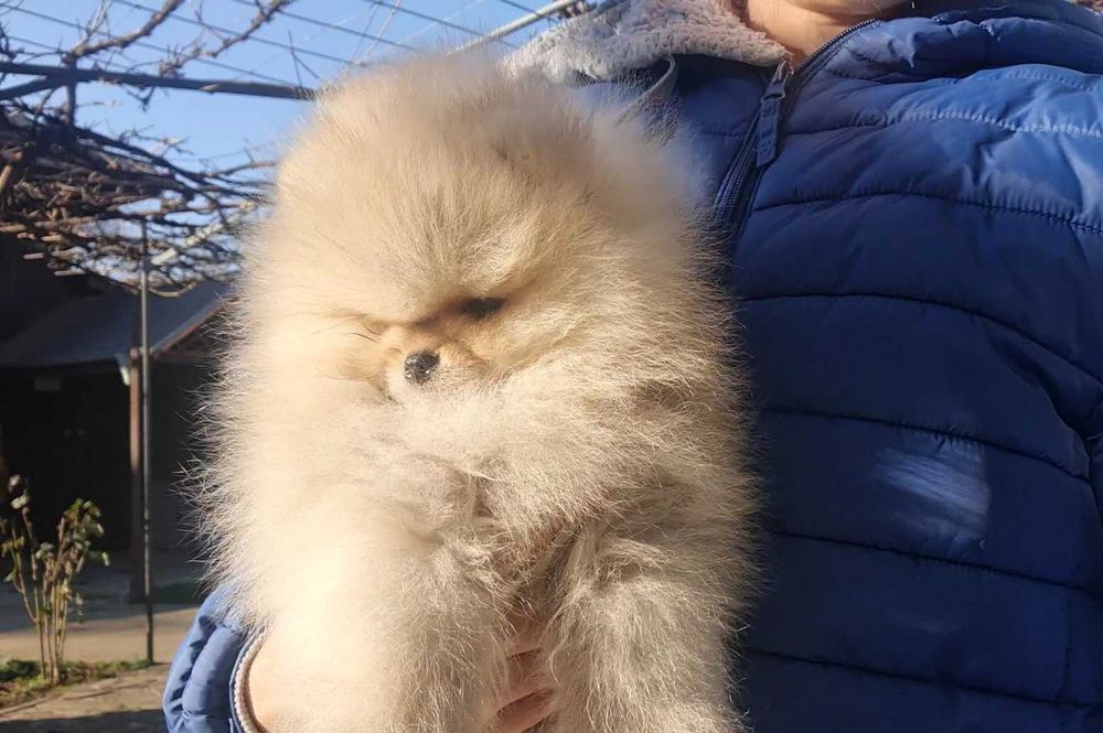 Страхотно момченце померан с родословие FCI