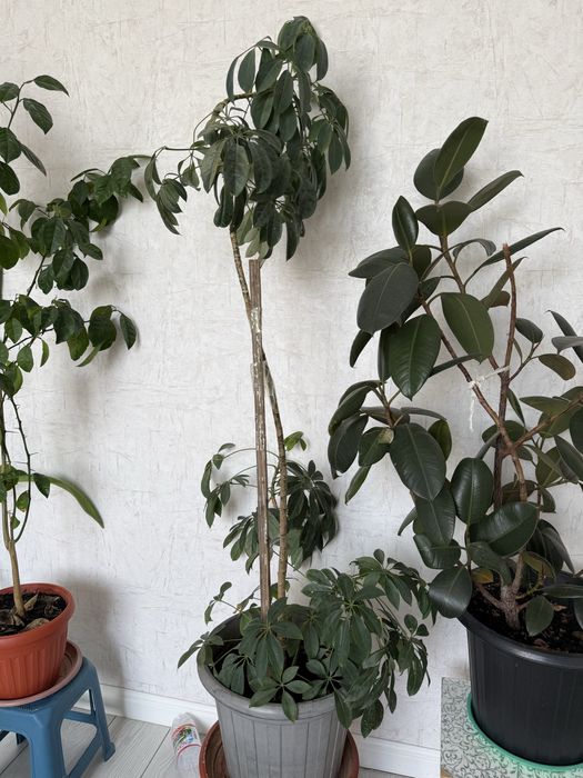 комнатные цветы 10-15 мын