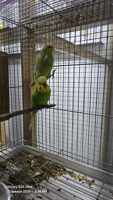 Продаётся радужный попугай