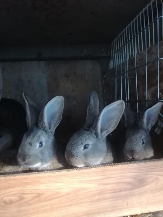 Iepuri urias german, adulti si pui