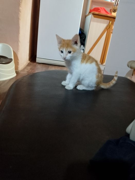 Котёнок мальчик отдам в хорошие руки